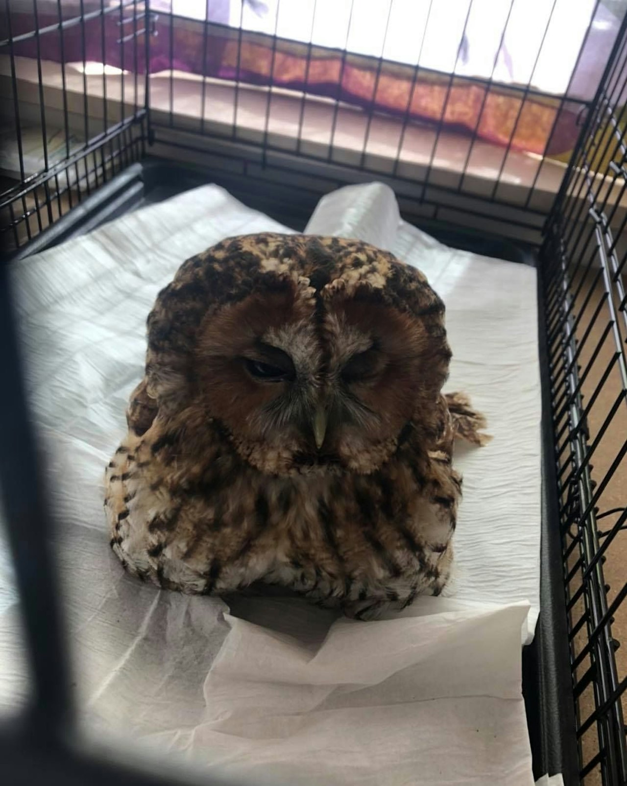 Heute.at - Kleiner Bruchpilot! Eule knallte gegen Auto