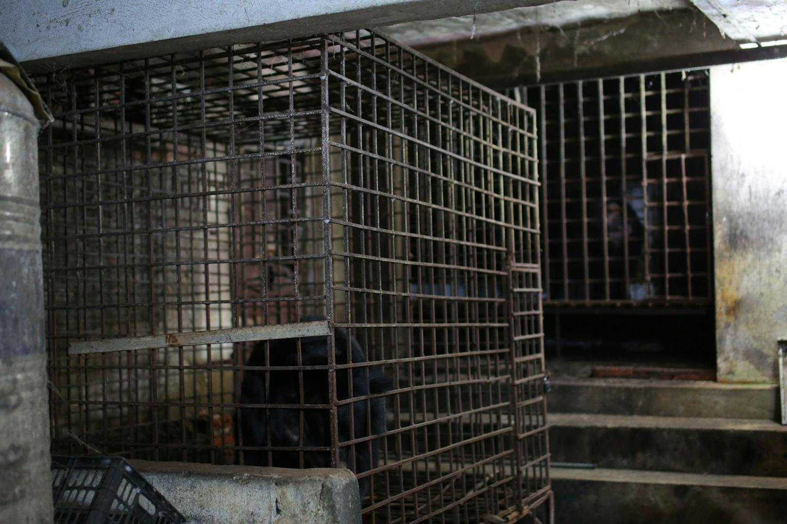 In diesen Käfigen mussten zwei Kragenbären in der vietnamnesischen Provinz Son La ihr Leben frissten. 
