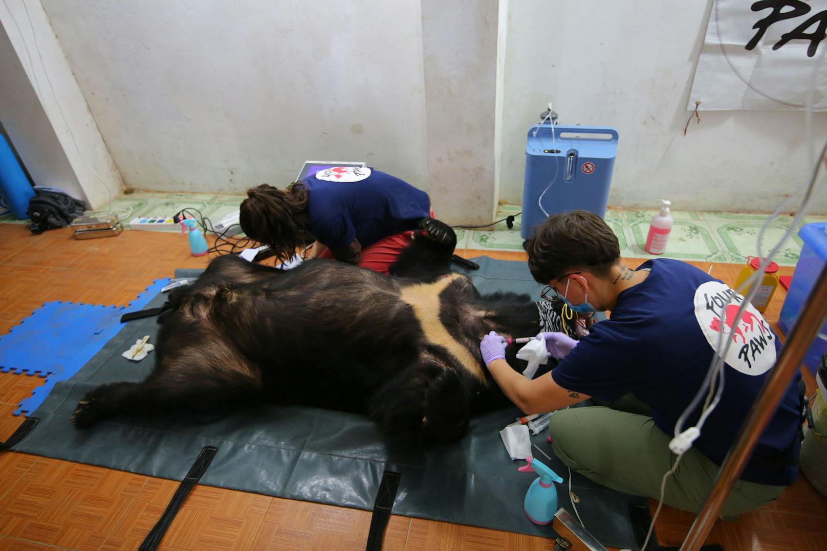 Der männliche Kragenbär "Xuan" ist übergewichtig, hat Leberschäden und extrem schlechte Zähne. 