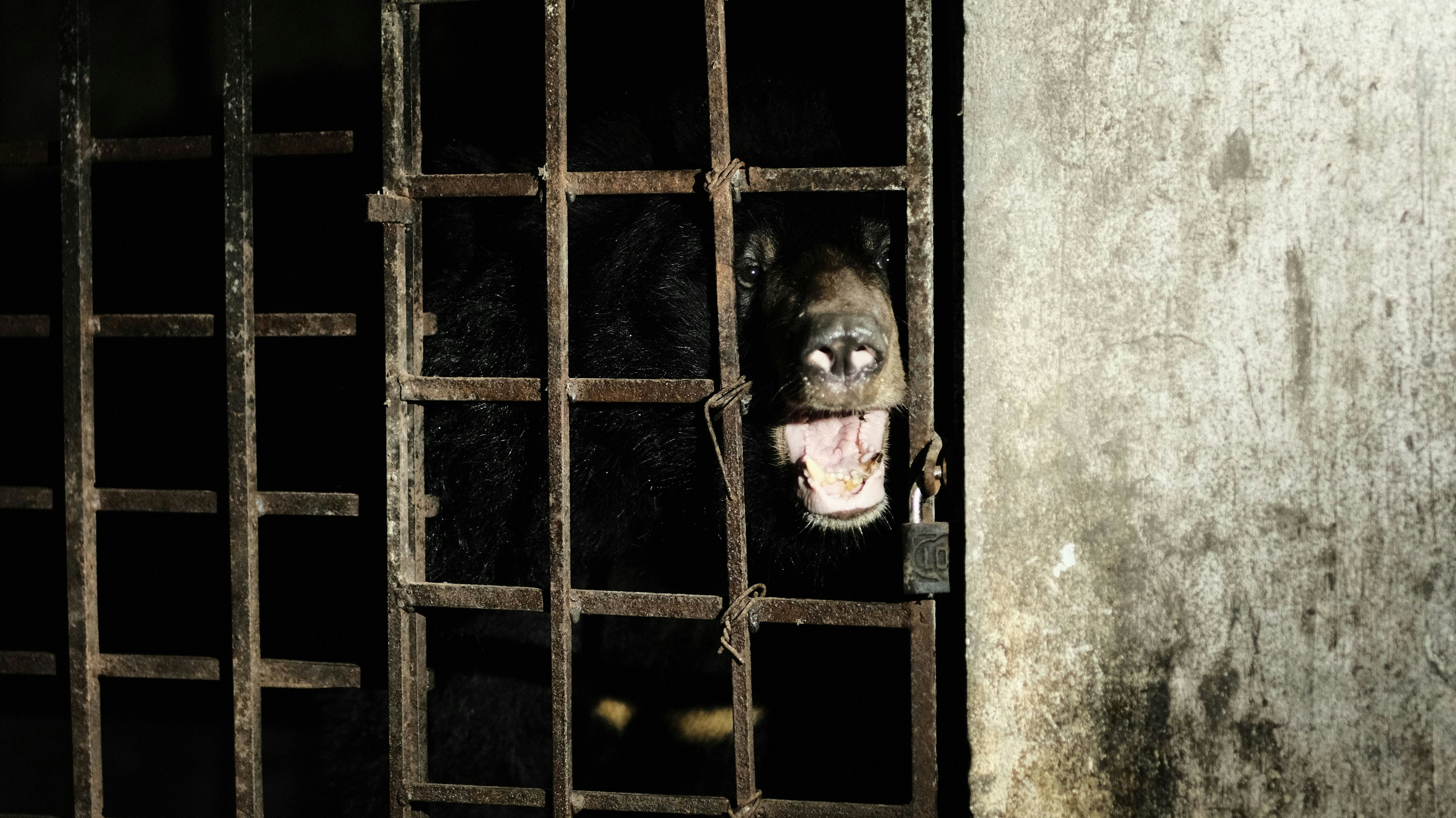 17 Jahre Dunkelheit in einem Kellerverlies. So sah das Leben von Kragenbär "Mo" und "Xuan" aus. 