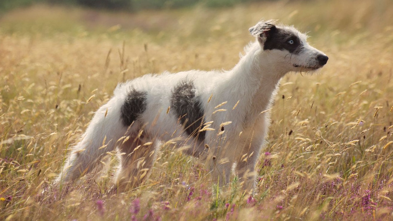 Keine Rasse im herkömmlichen Sinn: Der Lurcher 