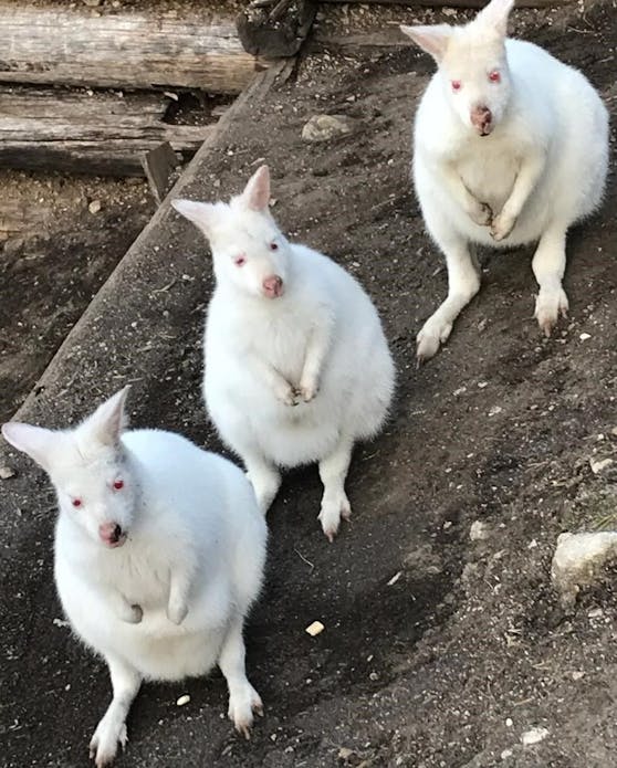 Das Albino Trio vom Weißen Zoo.