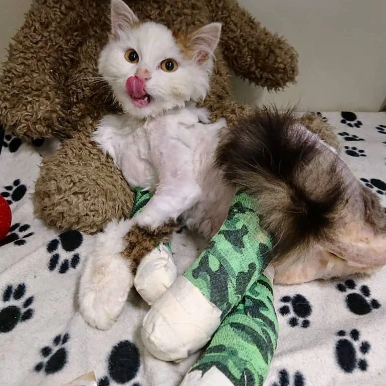 Der junge Kater wurde von einem Auto erfasst. Er muss operiert werden.