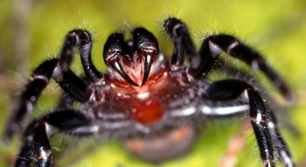 Eine Trichternetzspinne.