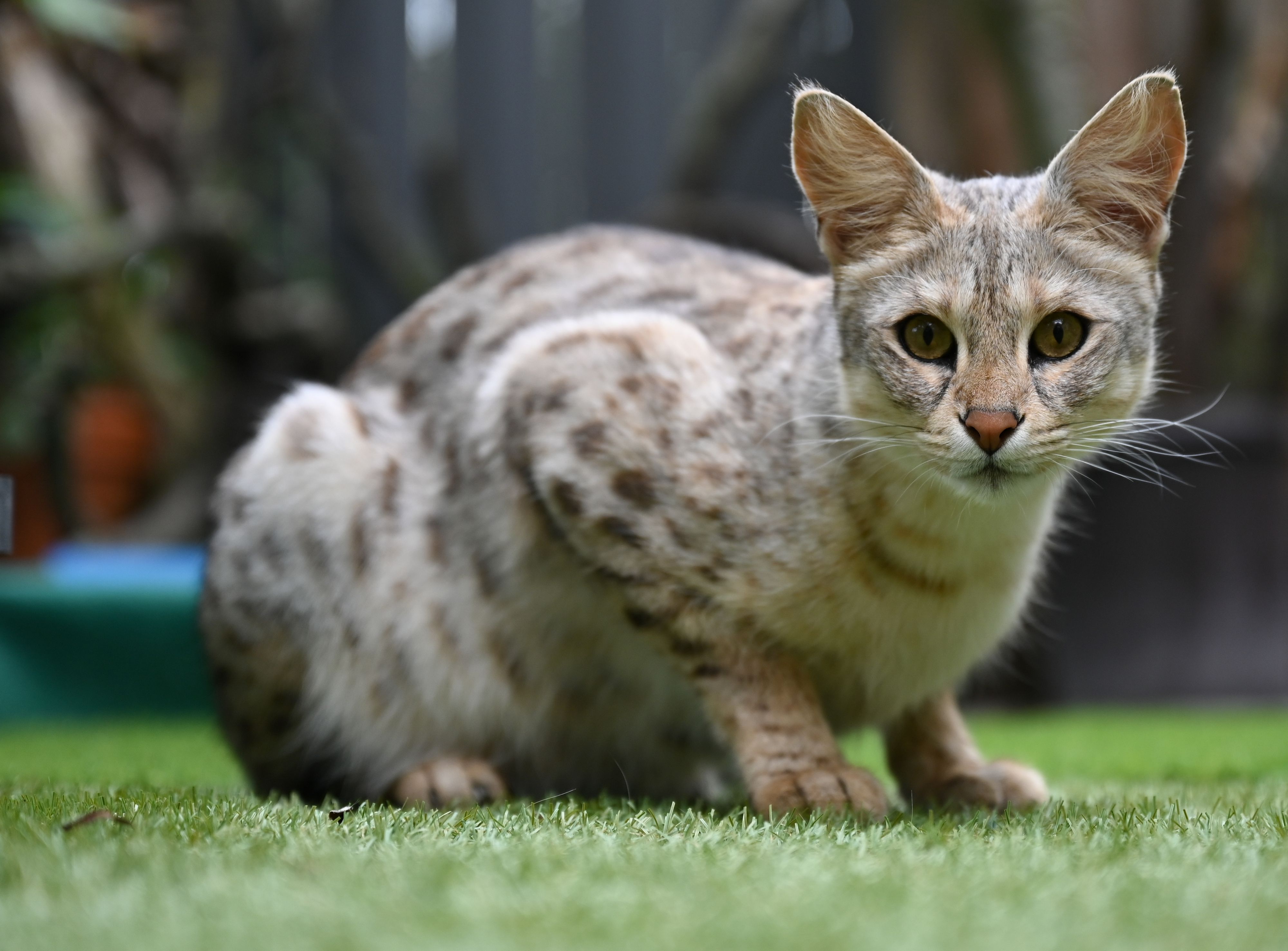 teuerste Katze der Welt