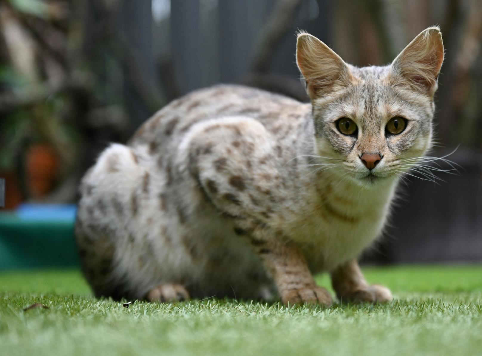 Savannah Katzen kosten aber ebenfalls eine Stange Geld und bringt den Züchtern zwischen 6.000 und 30.000 Euro ein. 