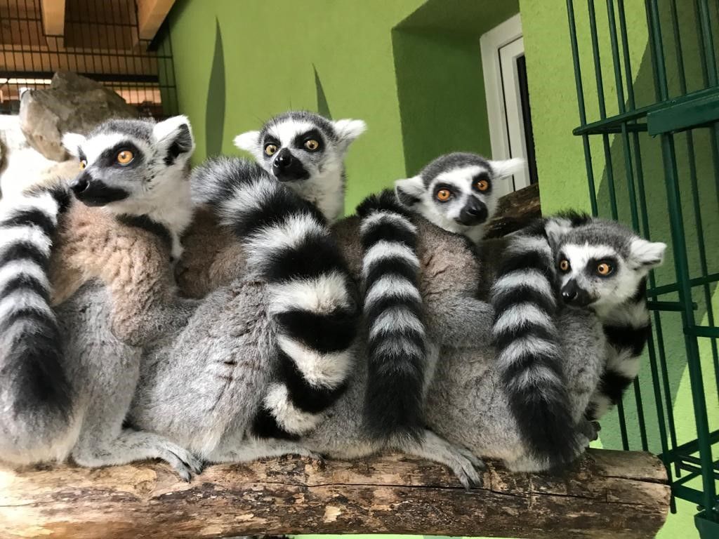 Die Kattas warten schon gespannt auf die Besucher.&nbsp;