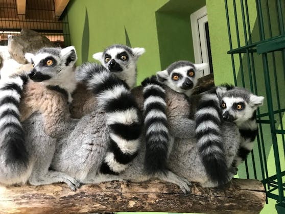 Die Kattas warten schon gespannt auf die Besucher. 