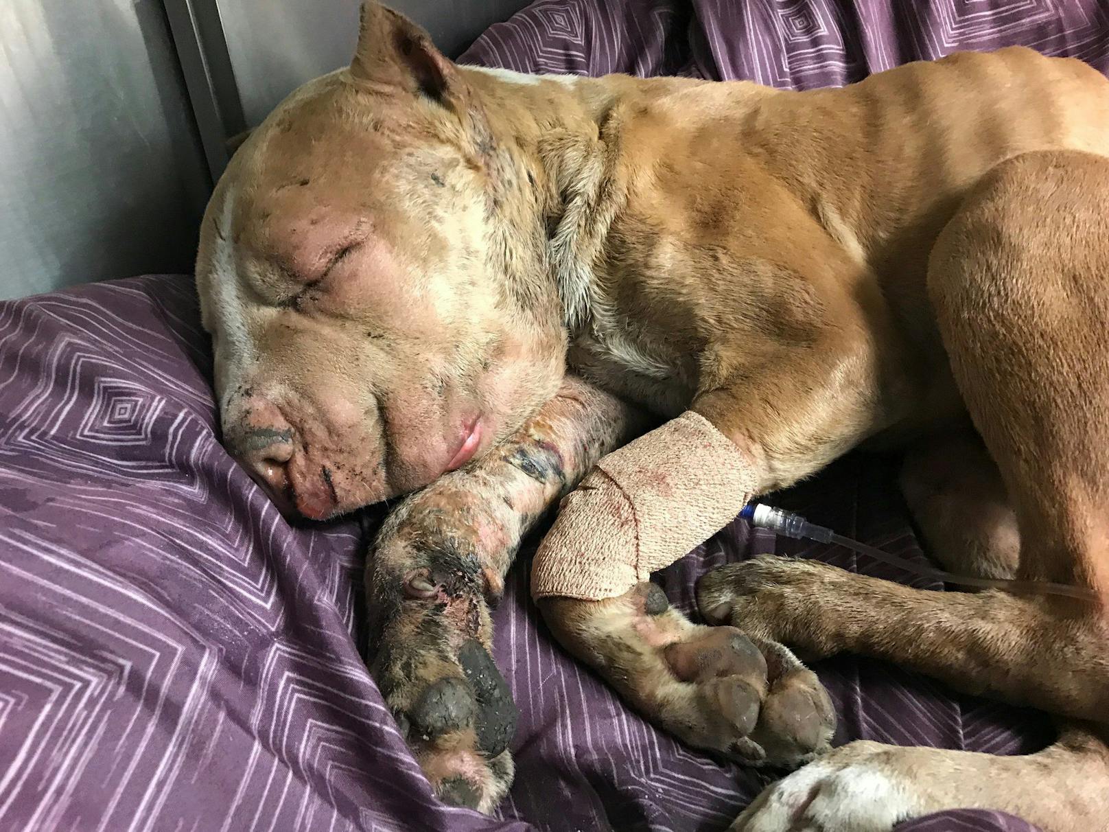 Mitarbeiter der Tierschutzorganisation "Stray Rescue of St. Louis" retteten den armen Kerl und brachten ihn umgehend in die nächste Tierklinik. 