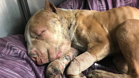 Ein Häufchen Elend. Marco wurde für Hundekämpfe missbraucht und fast zu Tode gebissen.