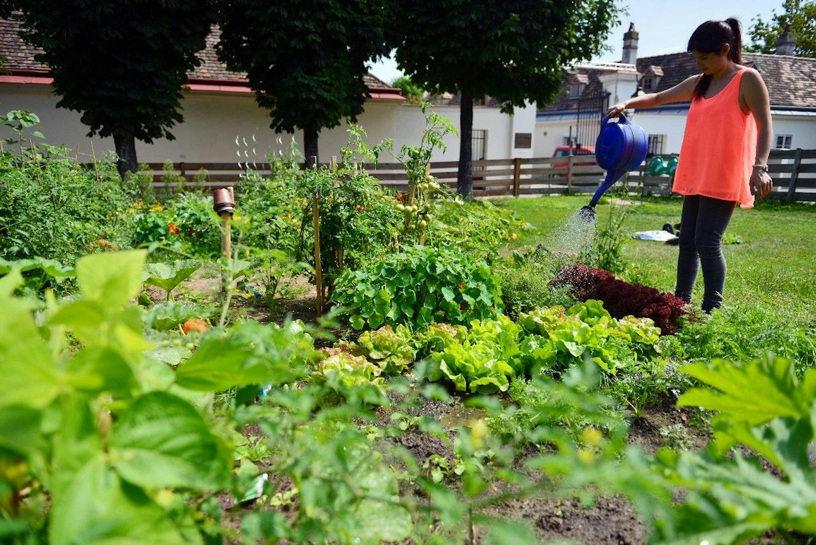 Im Rahmen der heurigen Urban Gardening Initiative spendete das Landwitschaftsministerium zahlreiche Beete.