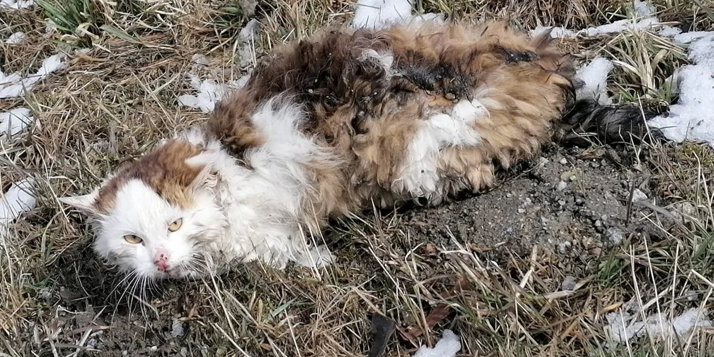 Fast tot wurde der Kater aufgefunden.