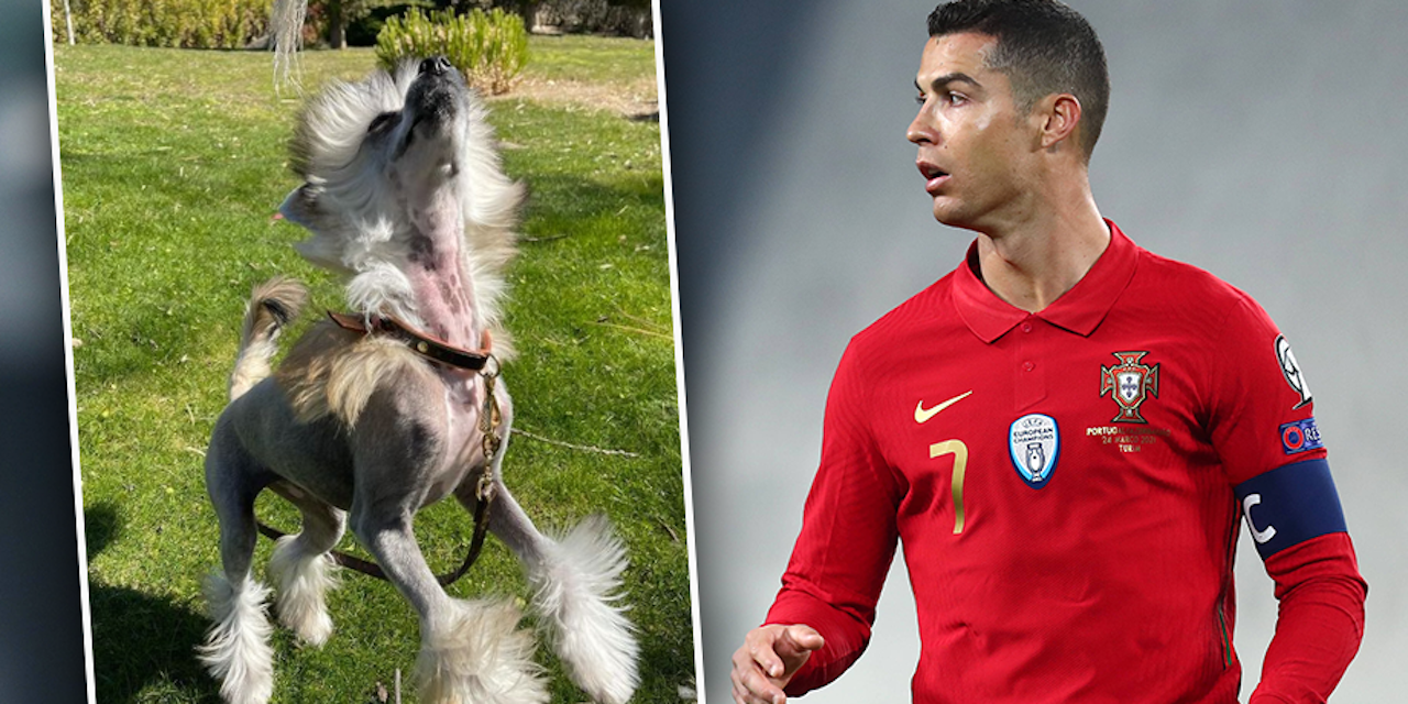 &quot;So ein hässlicher Hund!&quot; Fans lachen über Ronaldo Fussball heute.at