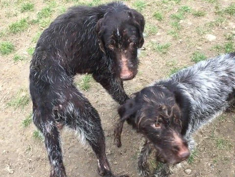 Die Hunde hatten zahlreiche Bisswunden.