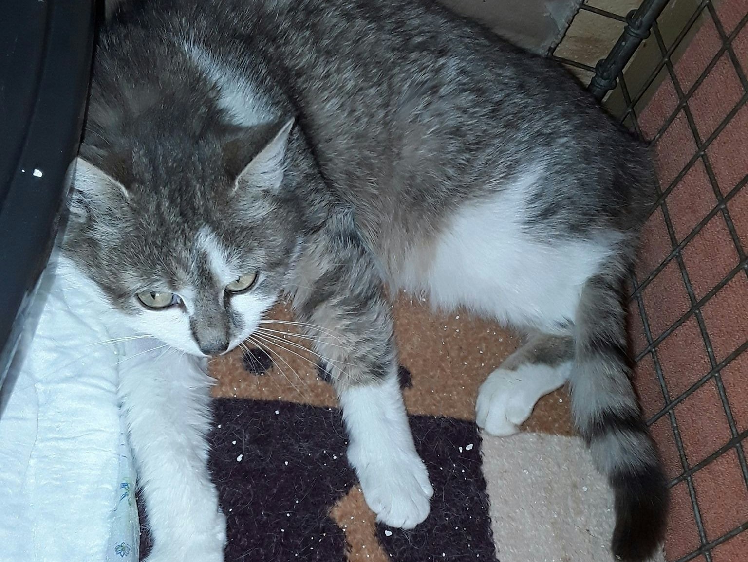 Der Katzendame musste ein Bein amputiert werden.
