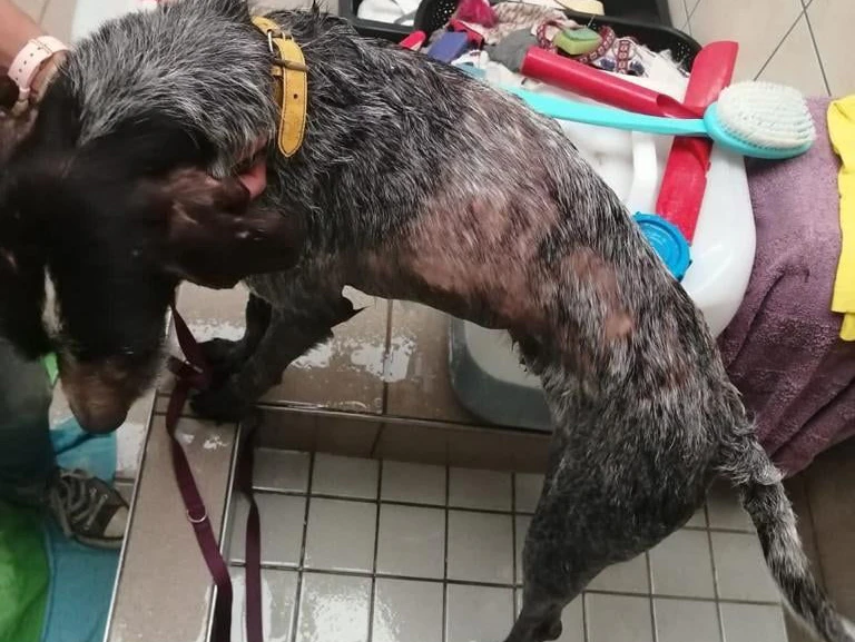 Die Hunde waren in einem sehr schlechten Zustand.