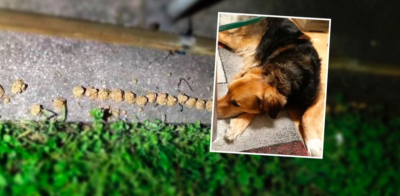 Mischling "Nicki" erwischte einen Giftköder, konnte vom Tierarzt gerettet werden.