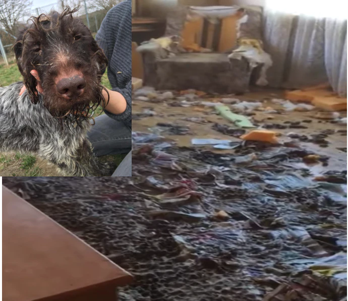 Sieben Hunde wurden aus einer völlig verwahrlosten Unterkunft befreit.