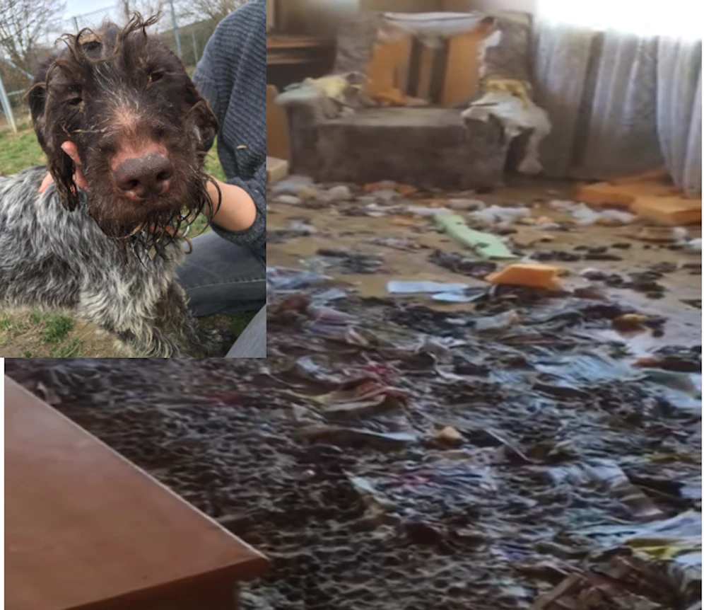 Sieben Hunde wurden aus einer völlig verwahrlosten Unterkunft befreit.