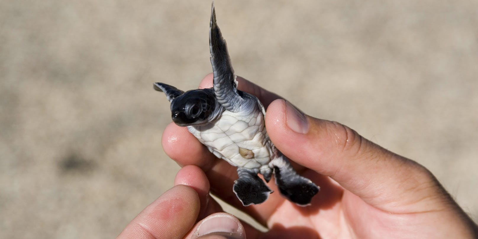Flughafenmitarbeiter auf den Galápagos-Inseln haben in einem Koffer rund 185 neugeborene Schildkröten entdeckt (Symbolfoto)