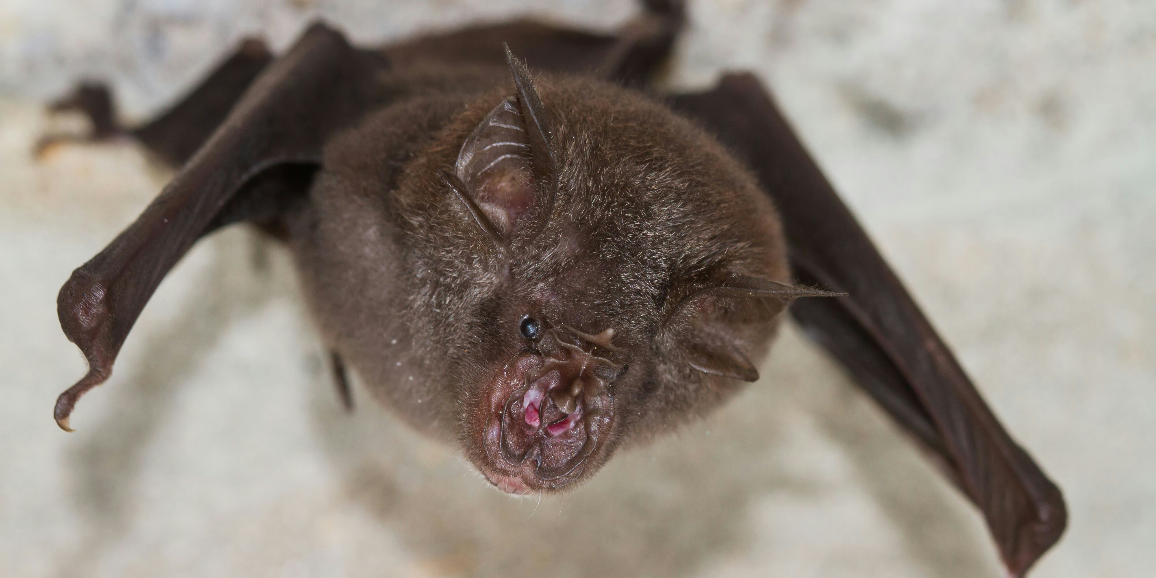 Least Horseshoe Bat (Rhinolophus pusillus),that live in caves Is a nocturnal animal Foul and dirty These bats are a collection of many diseases. And Colona virus.