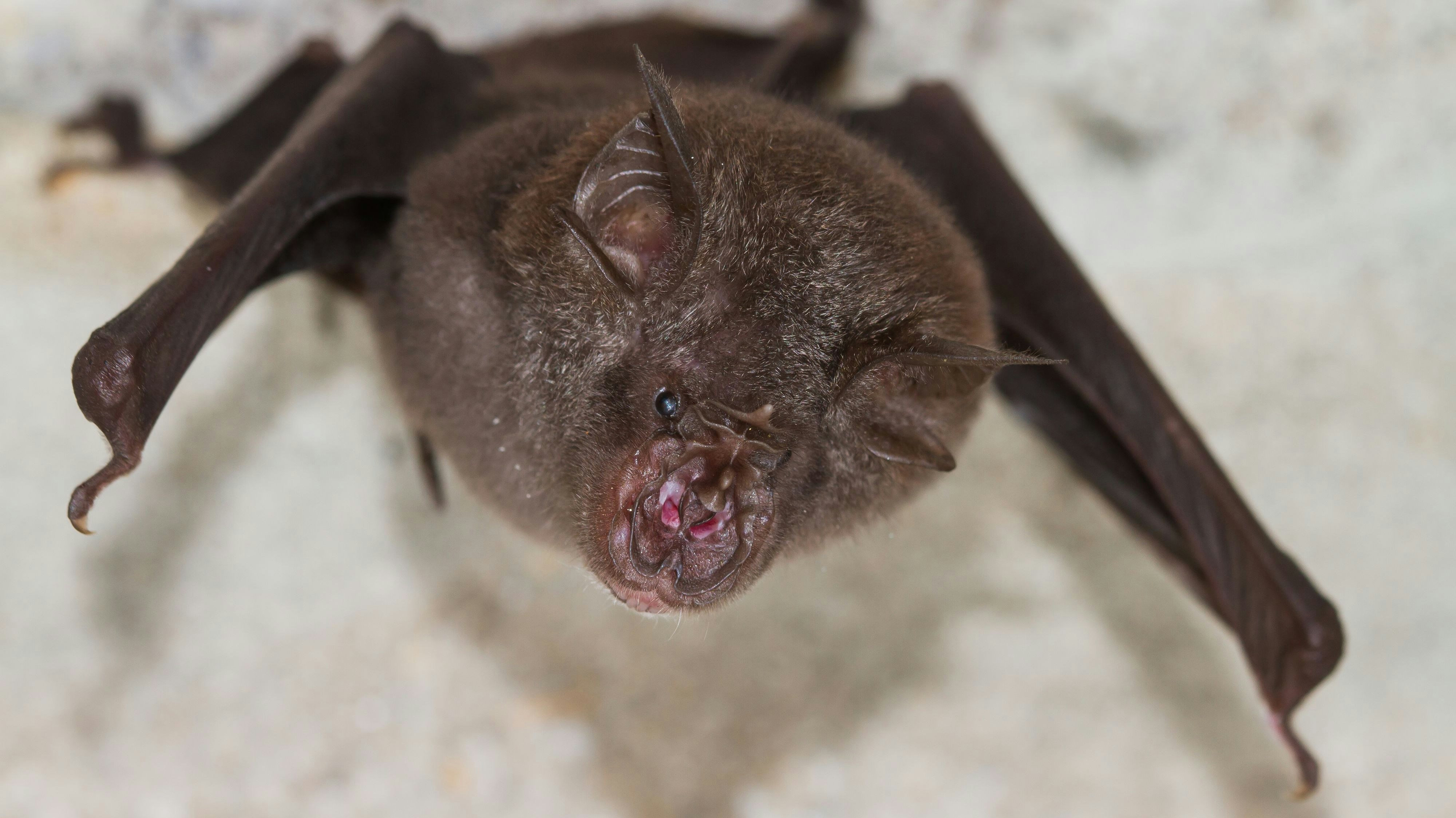 Woher das Coronavirus Sars-CoV-2 stammt, ist bisher unklar. Ein Großteil der Experten geht davon aus, dass die Pandemie ihren Ursprung in der Tierwelt hat, eventuell bei Fledermäusen.