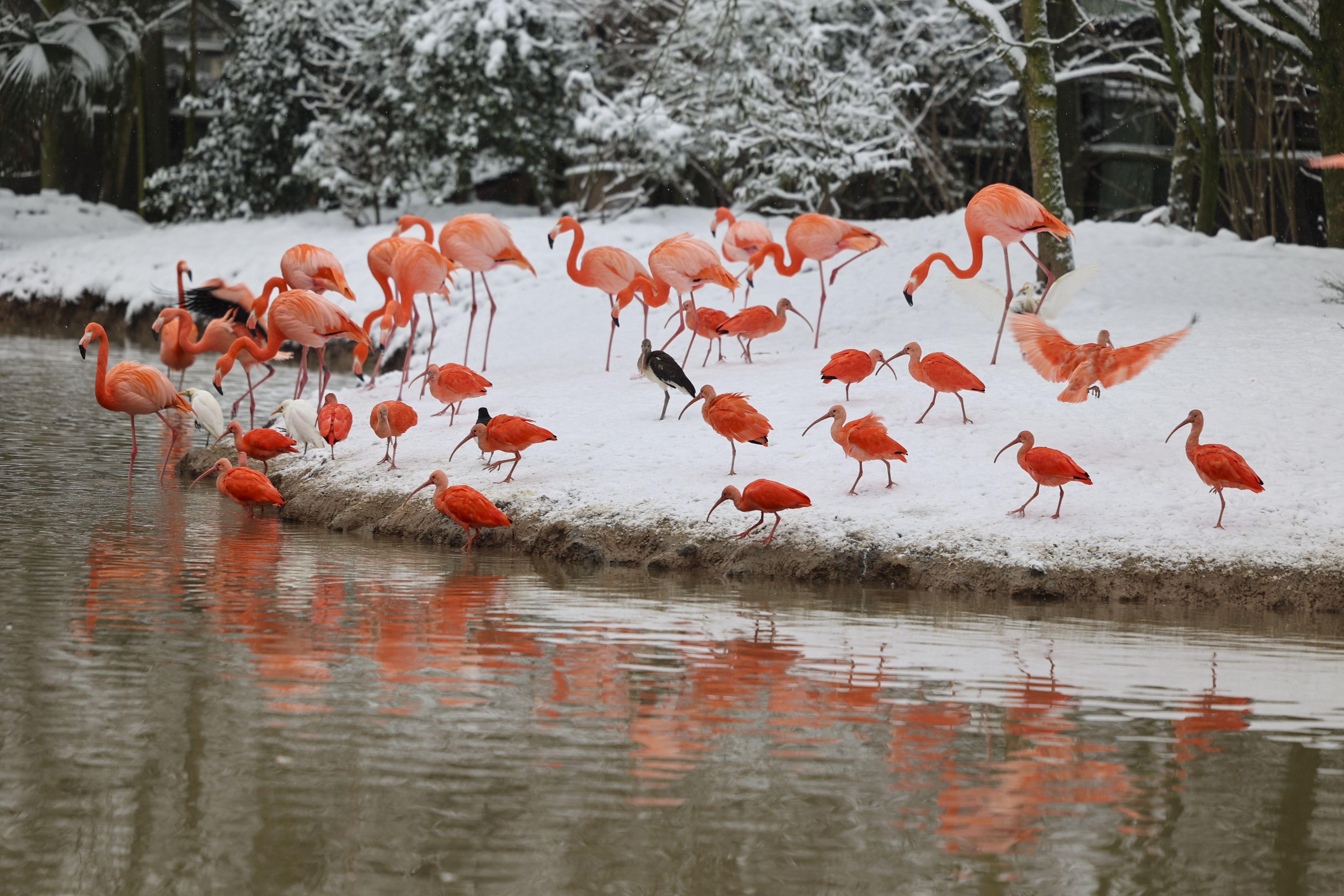 Flamingos in einem belgischen Tierpark