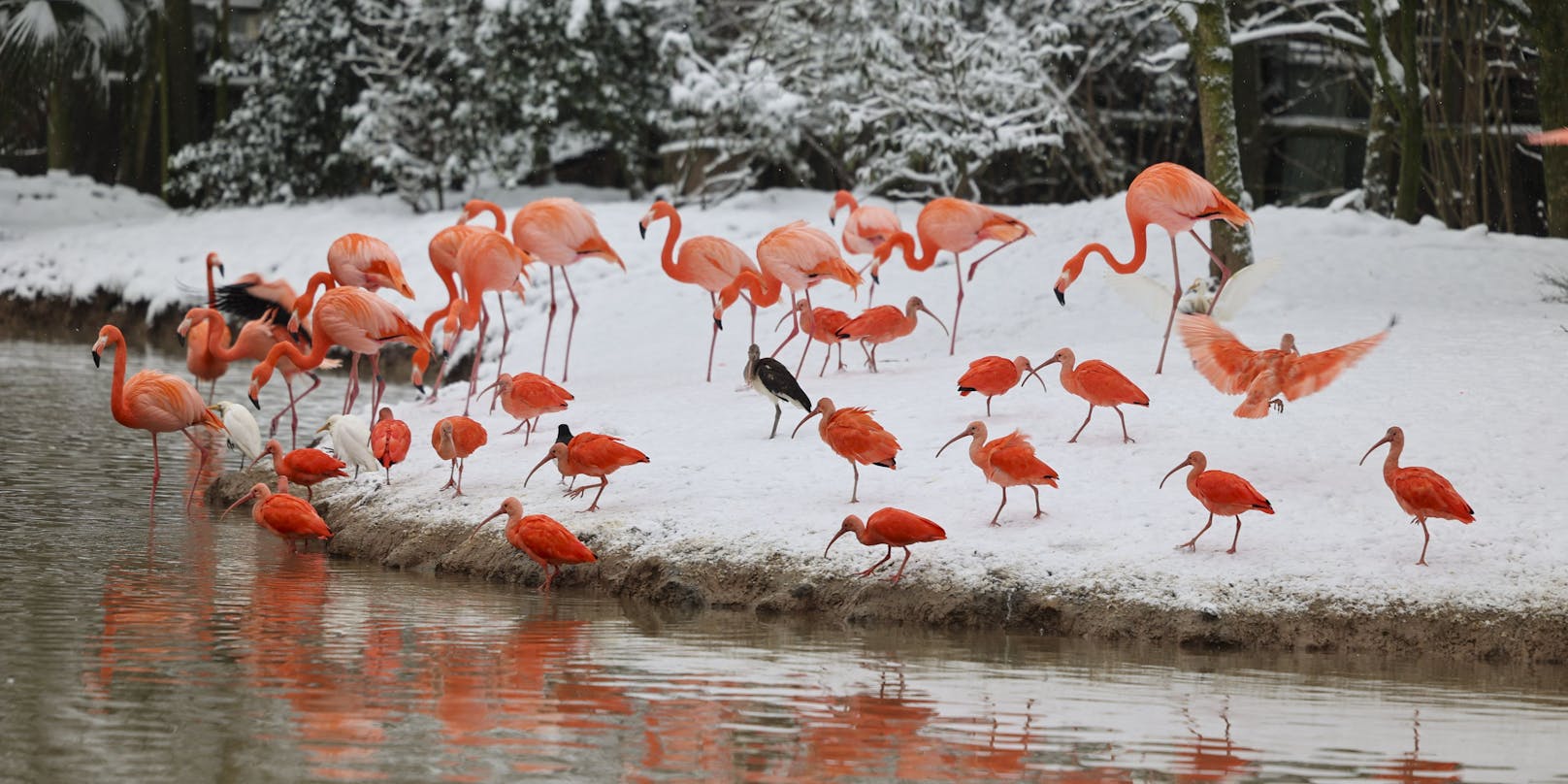 Flamingos in einem belgischen Tierpark