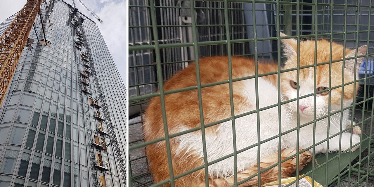 KatzenRettung aus dem 23. Stock in 1030 Wien Heute.at