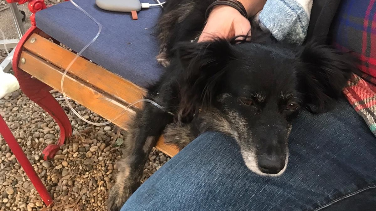 Hund Mimi überlebte Gift-Attacke nur knapp