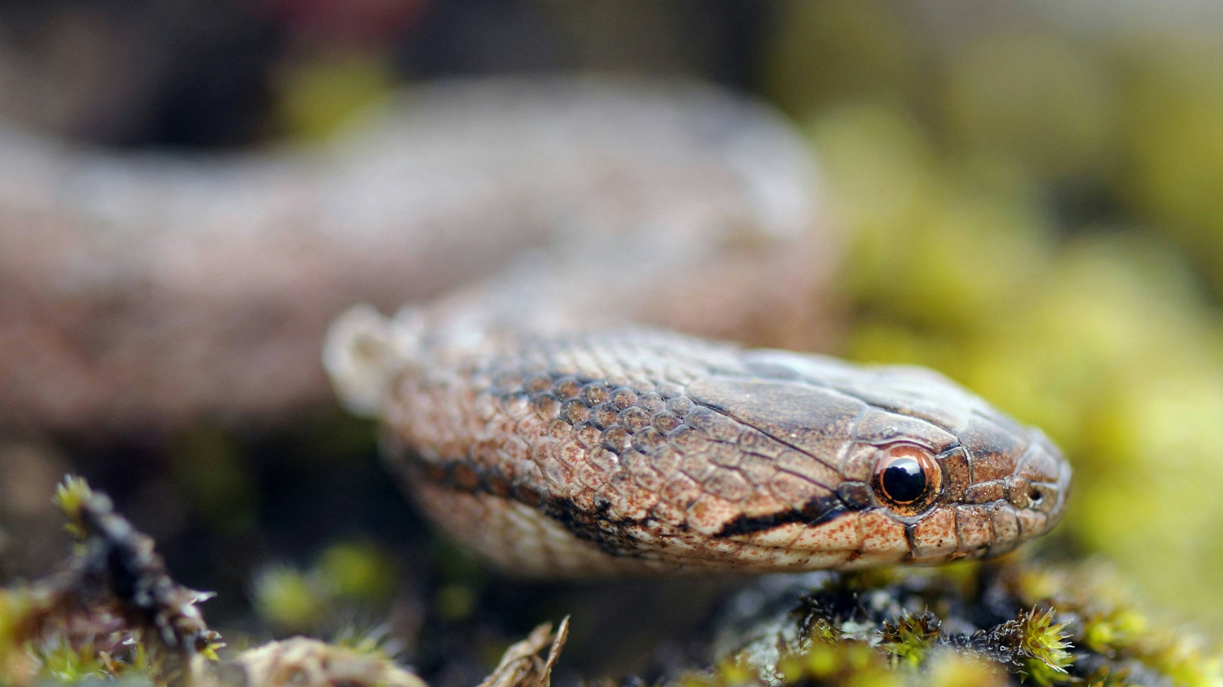 Eine Girondische Glattnatter versteckte sich in einem Blumentopf (Symbolbild).