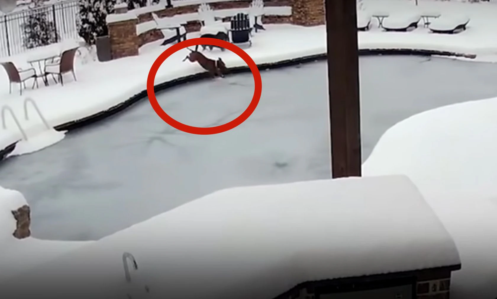 Der Pitbull-Mischling "Sid" rutsche beim Spiel mit seinem Hundefreund in den gefrorenen Pool. 