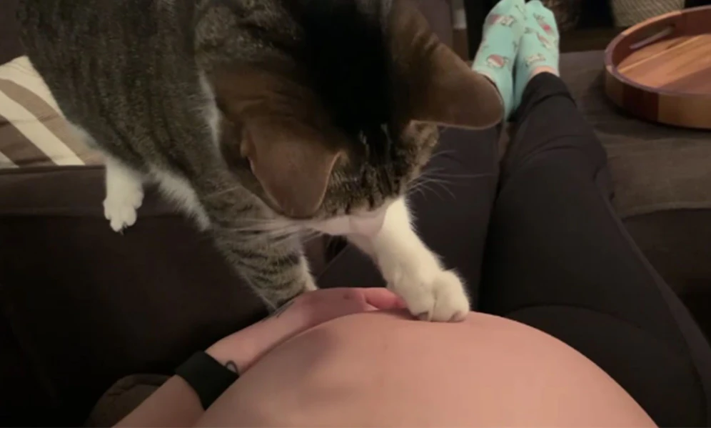 Katze 