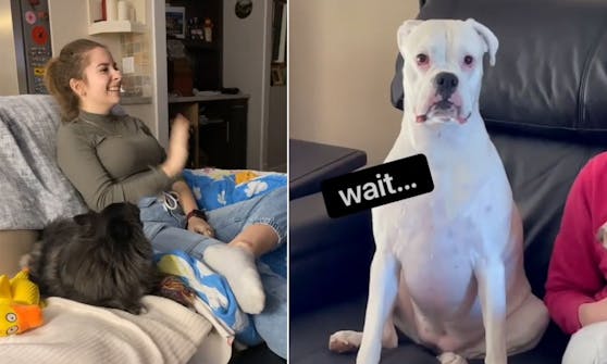 Also, hier möchte man nicht unbedingt wissen, was sich die Hunde denken.