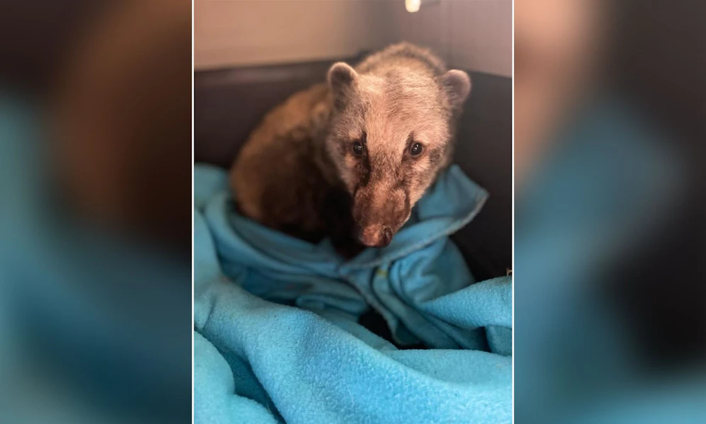 Wer tut denn so etwas? Endlich kümmerten sich kompetente Wildtierexperten um den armen Nasenbären und dann wurde er gestohlen. 