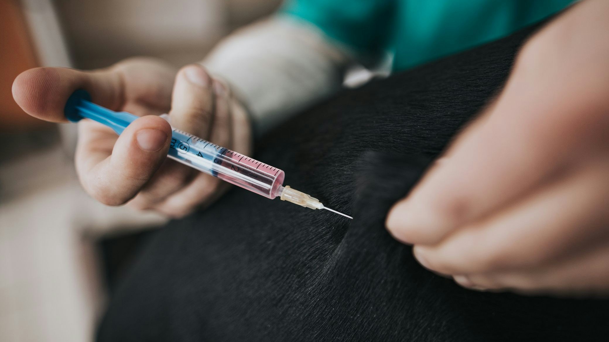 Deutsche Tierärzte würden der Regierung gerne ihre Hilfe anbieten, um schnellere Ergebnisse zu erzielen. 