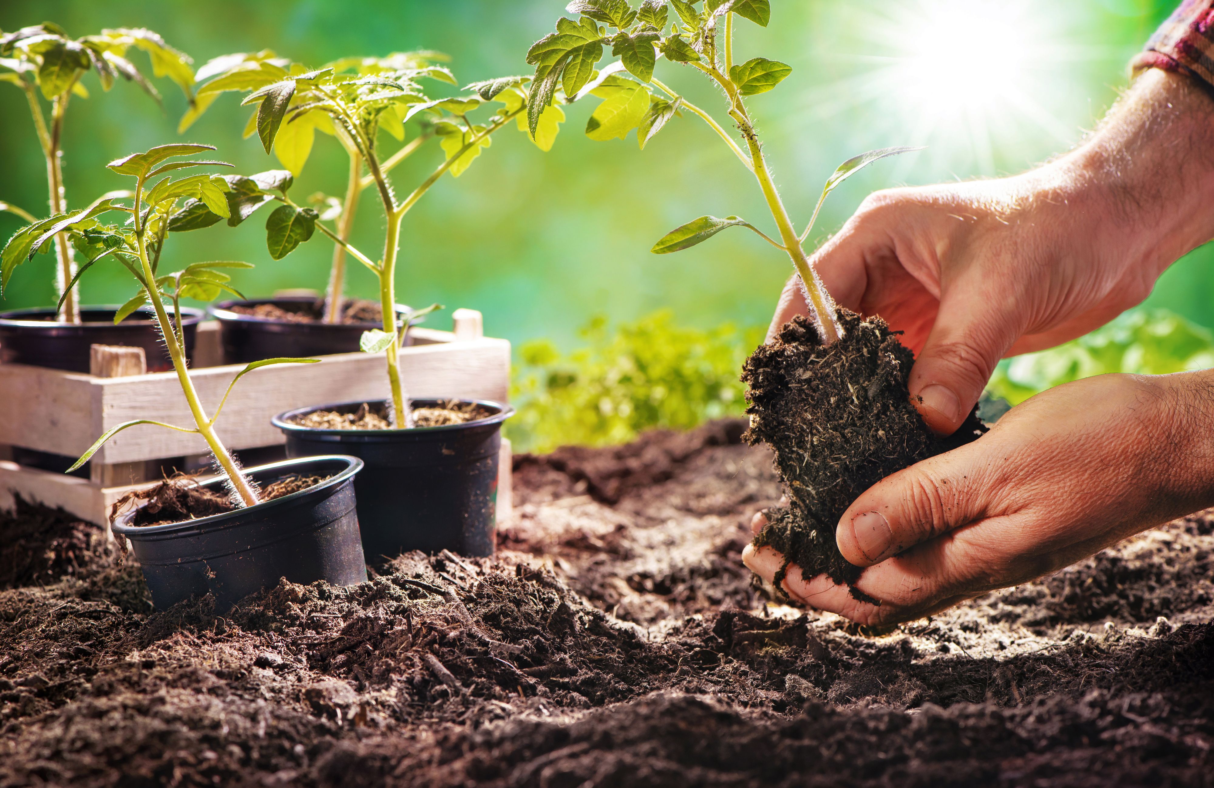 Farmer planting tomatoes seedling in organic garden. Gardening young plant into bed