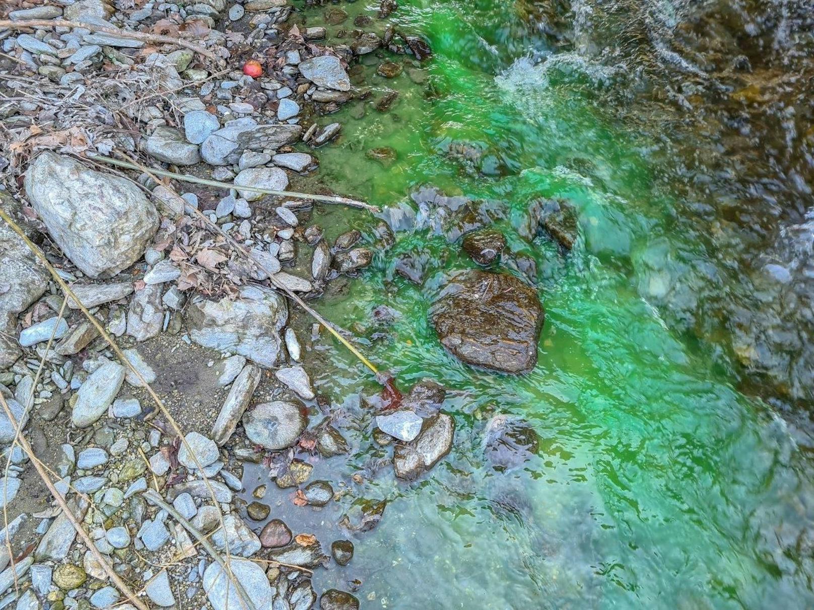 Der Fluss war giftgrün gefärbt.