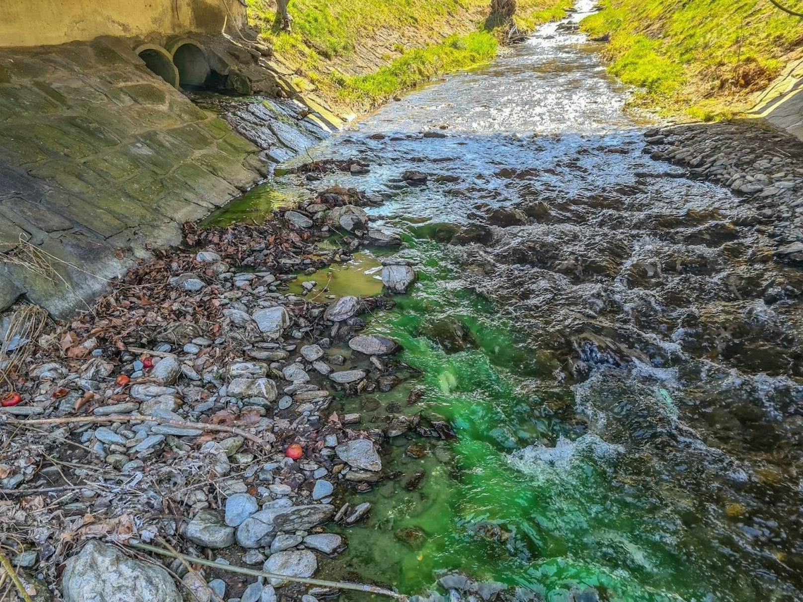 Der Fluss war giftgrün gefärbt.