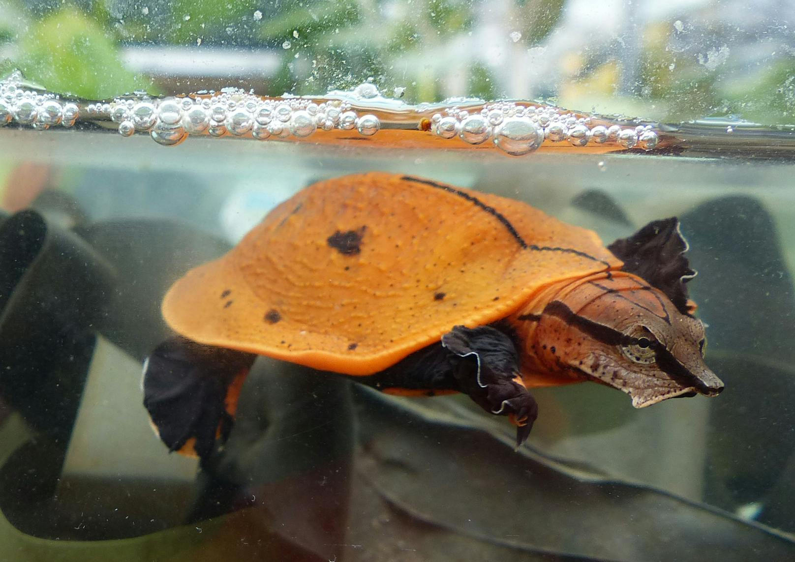 Die "Rotrückige Klappen Weichschildkröte" ist eigentlich im Kongo beheimatet. 