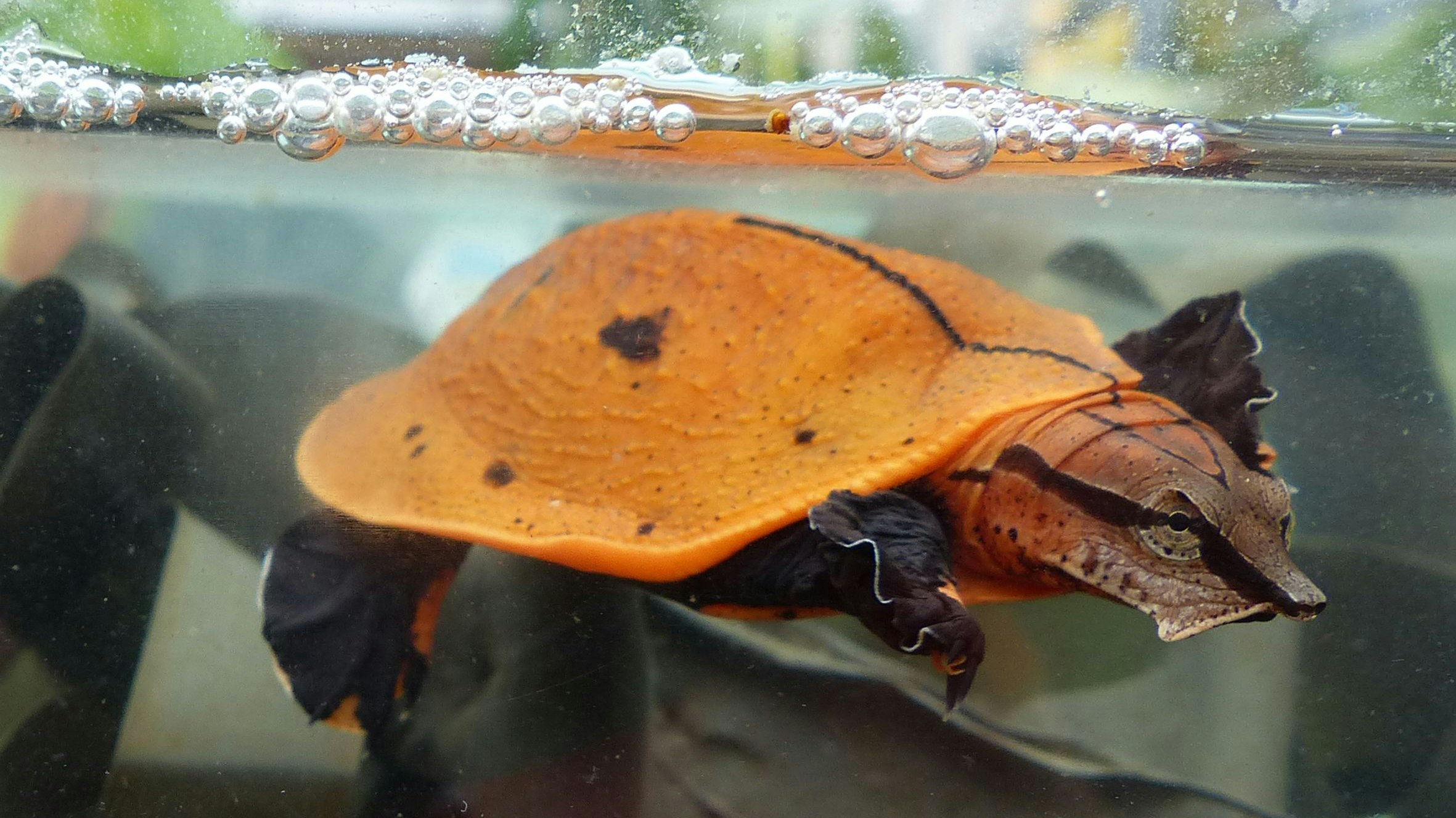 Die "Rotrückige Klappen Weichschildkröte" ist eigentlich im Kongo beheimatet. 