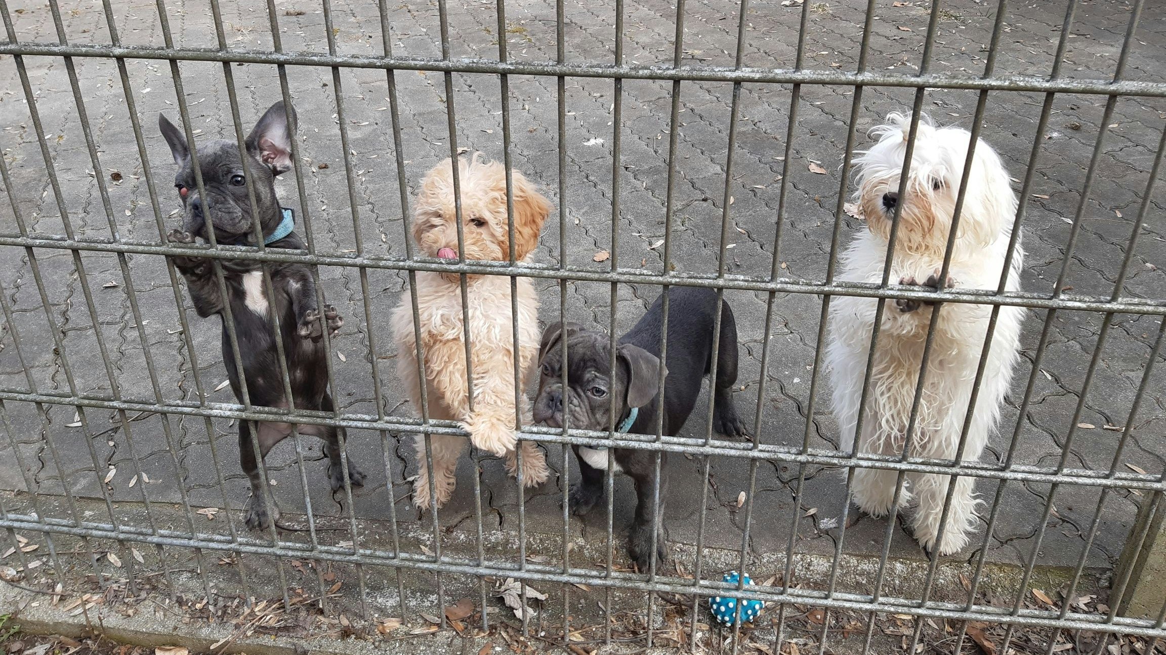 Diverse Rasse-Welpen konnten an der Grenzstelle Kufstein (Tirol) beschlagnahmt werden. 