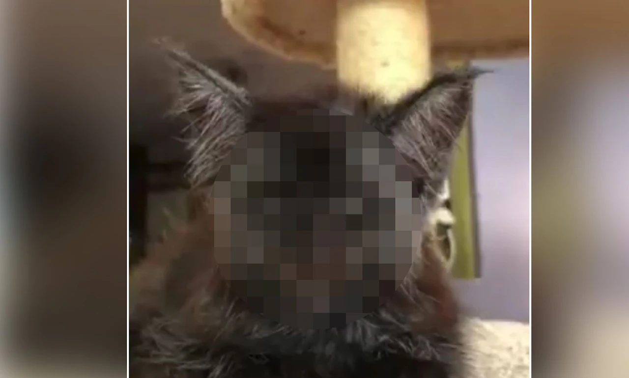 Heute.at - Kann das wahr sein? Katze hat menschliche Gesichtszüge