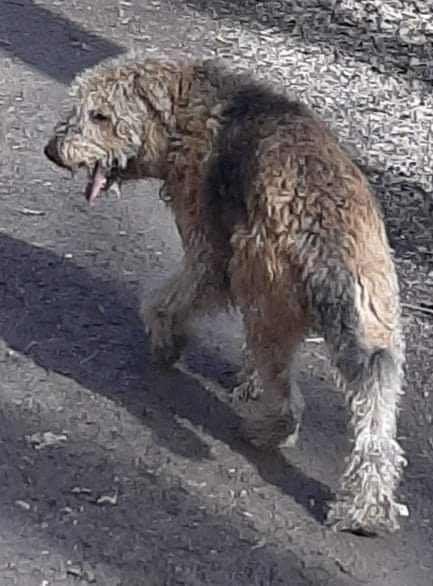 So wurde die Hündin kürzlich gesichtet.