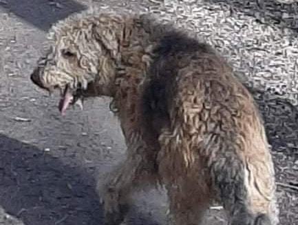 Diese Hündin wird gesucht.