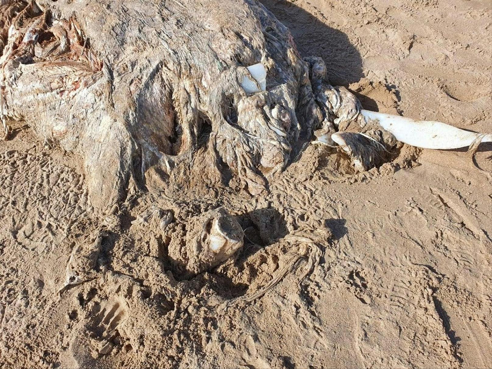 Dieser 23 Meter lange Kadaver wurde am Strand von Wales entdeckt.