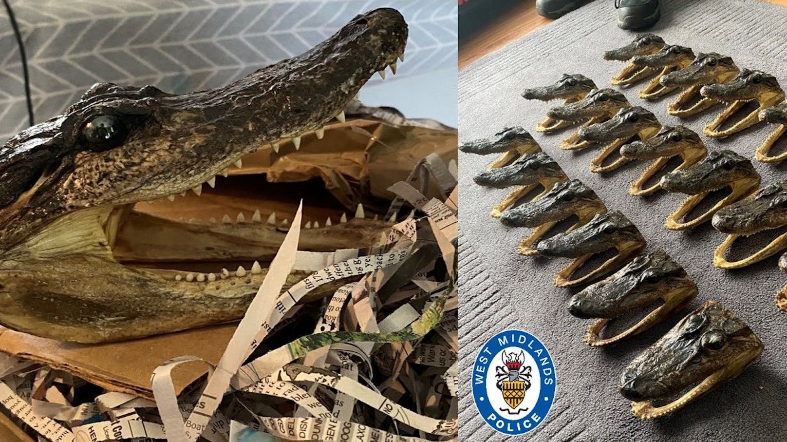 80 Alligator Köpfe wurden bei einer Hausdurchsuchung gefunden. 