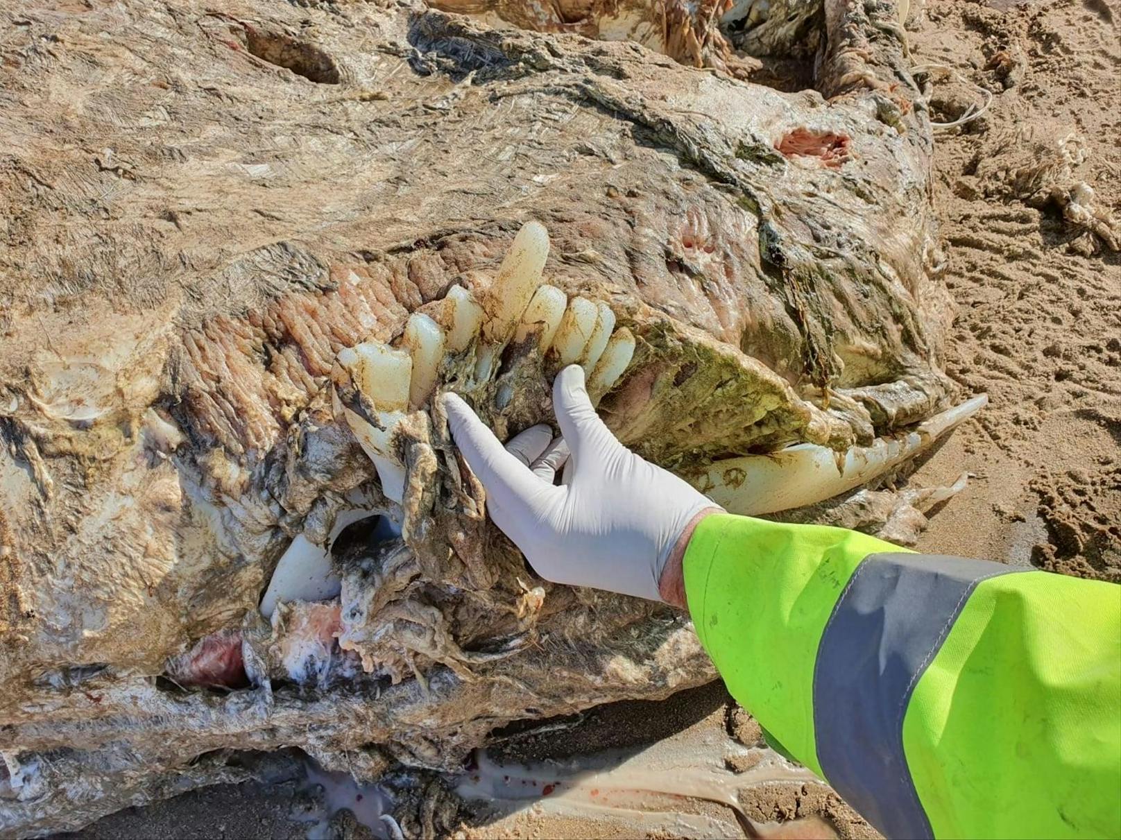 Dieser 23 Meter lange Kadaver wurde am Strand von Wales entdeckt.