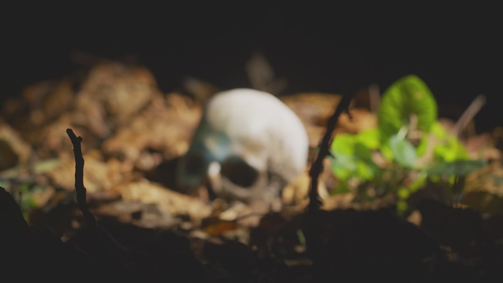 Ein menschlicher Schädel (Attrappe) im Wald. Symbolbild