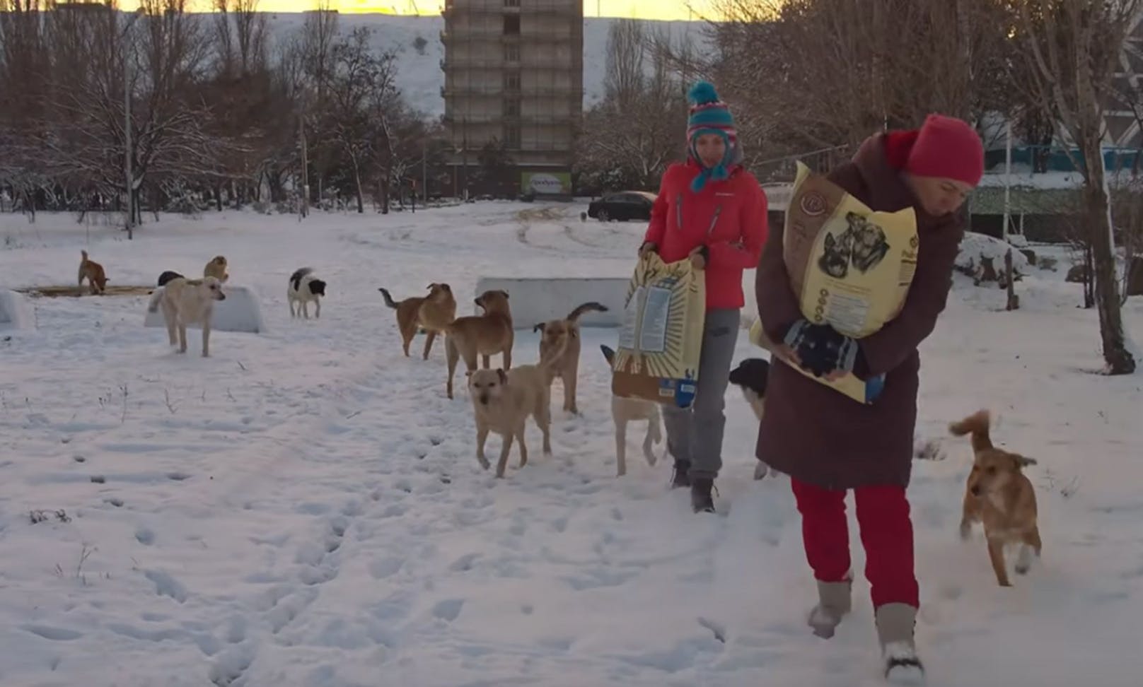 Tierschützer der "Love Furry Friends" wollten eigentlich "nur" Straßenhunde der Ukraine füttern. 
